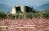 Torre Bollita